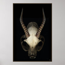 Skull Canvas Print