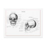 Skull Details Front and Side