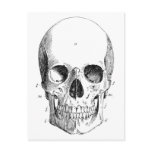 Skull Diagram Postcard