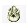 Skull from Below Bronze