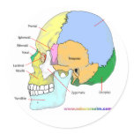 Skull (lateral) sticker