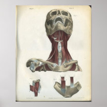 Skull & Muscles of the Neck Anatomy Print