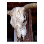Skulls Bones Horns Cows Postcards