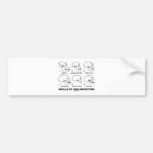 Skulls Of Our Ancestors (Six Skulls Evolution) Bumper Sticker