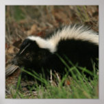 Skunk Behaviour Poster