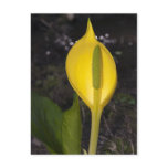 Skunk Cabbage Blossom - Postcard