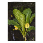 Skunk Cabbage - Card