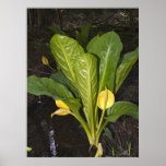 Skunk Cabbage - Fine Art Print
