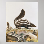 Skunk, from 'Histoire Naturelle' by posters