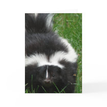 Skunk Greeting Card