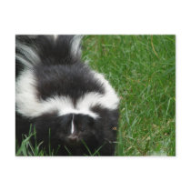 Skunk Postcard