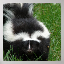 Skunk Poster Print