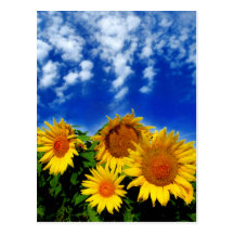 Sky and Bloom Post Card