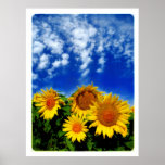 Sky and Bloom , poster posters