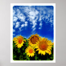 Sky and Bloom , poster