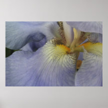Sky Blue Iris Large Format Print