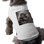 Sky Sunlight Saxon in Toulouse pet clothing