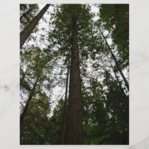 Sky through Redwood Grove Flyers
