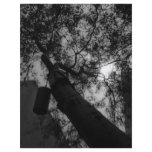 Sky through the trees flyers