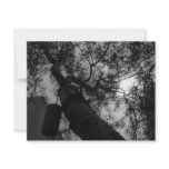 Sky through the trees invitations