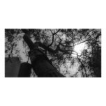 Sky through the trees photo cards