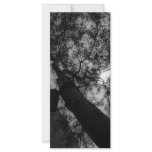 Sky through the trees rack cards