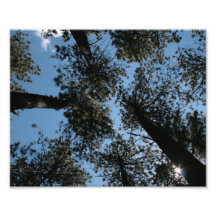 sky view through the trees art photo