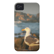 Skylark Seagull iPhone 4 Covers