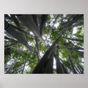 Skyward Bamboo posters