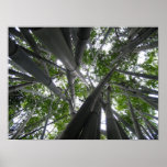 Skyward Bamboo Print
