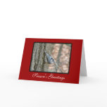 Slate Grey Nuthatch Christmas Songbird Christmas Cards