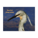 Slatey Egret postcards