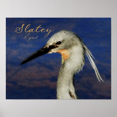 Slatey Egret Posters by Rowood