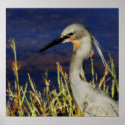 Slatey Egret posters