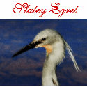 Slatey Egret t-shirts