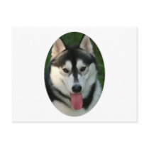 Sled Dog Postcard