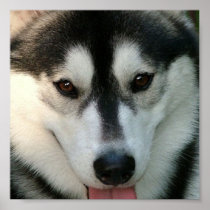 Sled Dog Poster Print