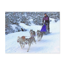 Sled Dog Racing Post Cards