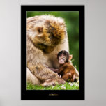 Sleep little baby monkey posters