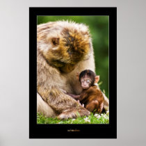 Sleep little baby monkey posters