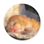 Sleep Tight Sweet Kitty magnets