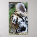 Sleeping Baby Amur Tiger Cub Portrait posters