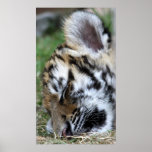 Sleeping Baby Amur Tiger Cub Portrait posters