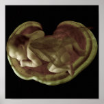 Sleeping Baby Fairy Print