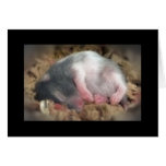 Sleeping Baby Hamster cards