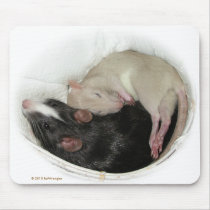 Sleeping baby rat
