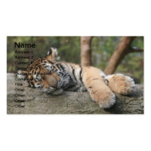Sleeping Baby Tiger Business Card