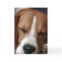 Sleeping Beagle Greeting Card