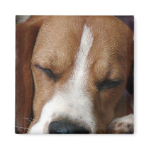 Sleeping Beagle Square Magnet