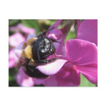 Sleeping Bee ~ postcard